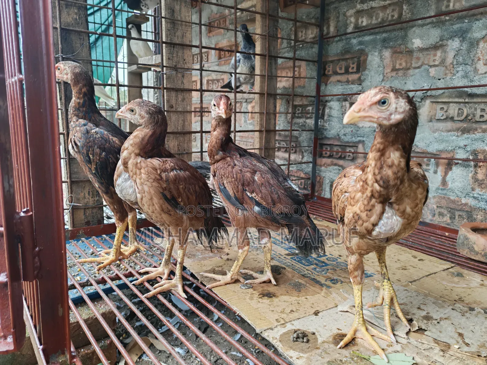 Asil chicken chicks, two and a half months old
