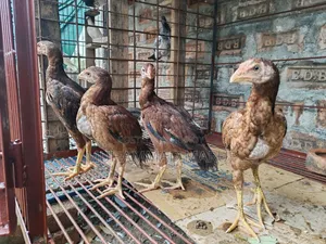 Asil chicken chicks, two and a half months old