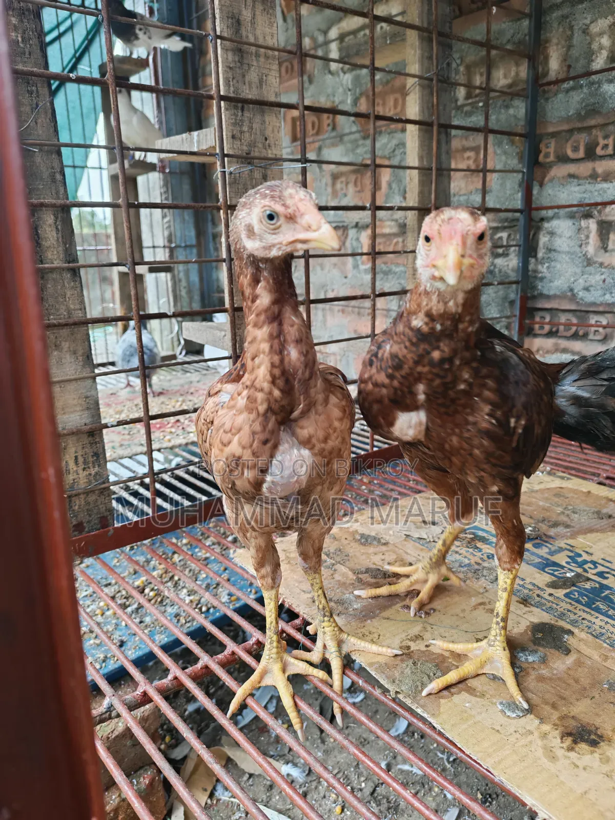 Asil chicken chicks, two and a half months old