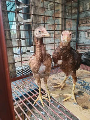 Asil chicken chicks, two and a half months old