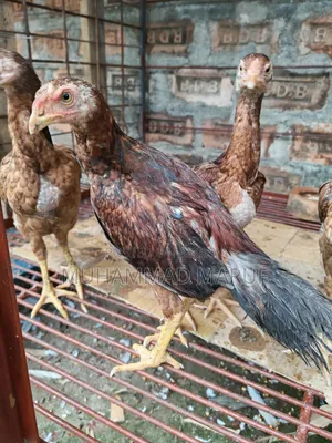 Asil chicken chicks, two and a half months old