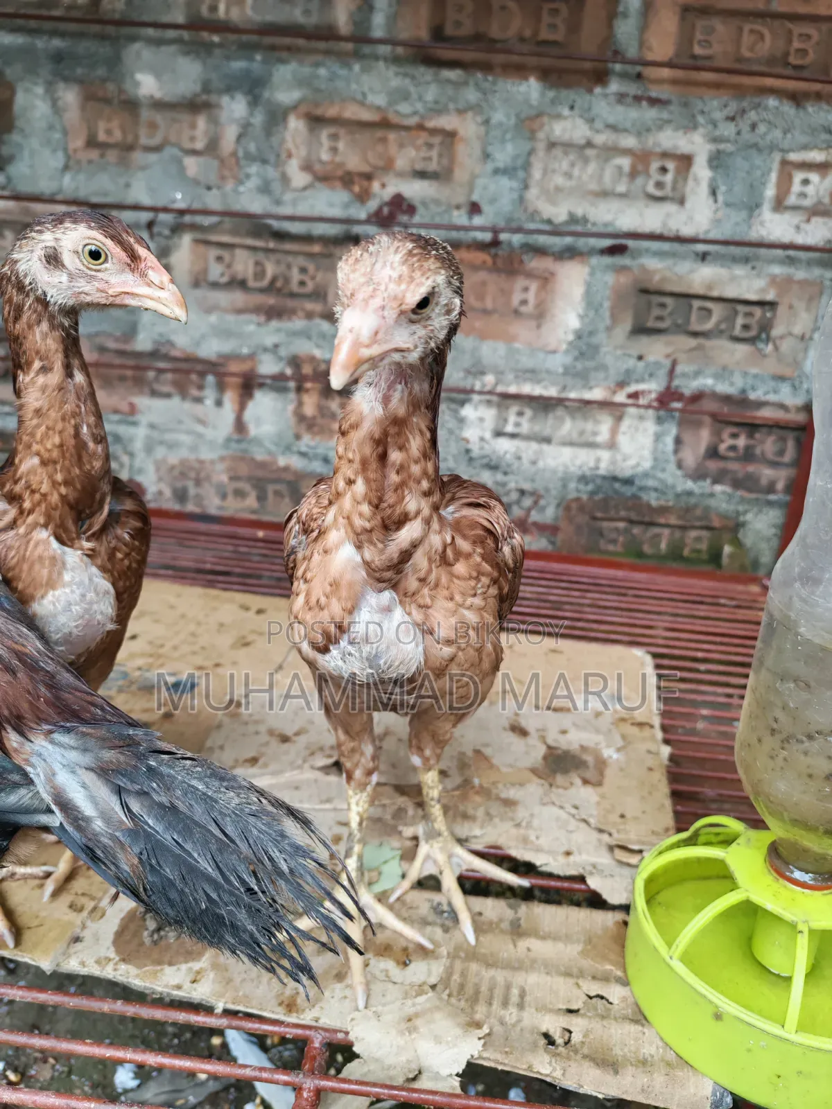 Asil chicken chicks, two and a half months old