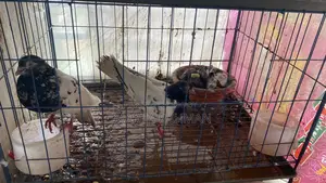 9 Pigeons (5 Large + 4 Chicks) and Complete Cage for Sale