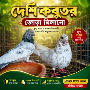 Pair of Beautiful Local Pigeons | Healthy, Active, and Ready for Breeding