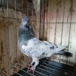 Pair of Beautiful Local Pigeons | Healthy, Active, and Ready for Breeding