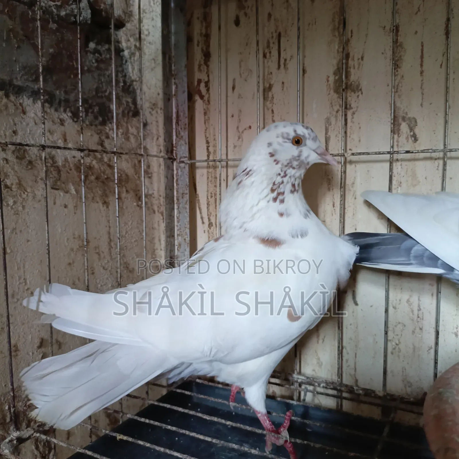Pair of Beautiful Local Pigeons | Healthy, Active, and Ready for Breeding