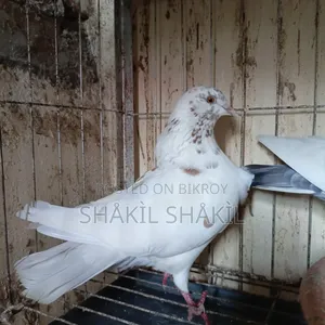 Pair of Beautiful Local Pigeons | Healthy, Active, and Ready for Breeding