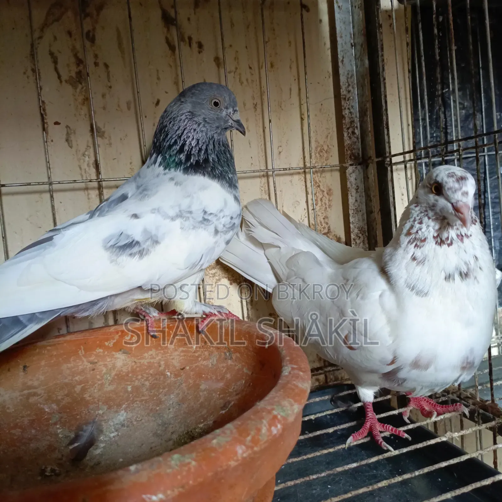 Pair of Beautiful Local Pigeons | Healthy, Active, and Ready for Breeding