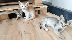 3-6 Months Male Mixed Breed Bengal Cat