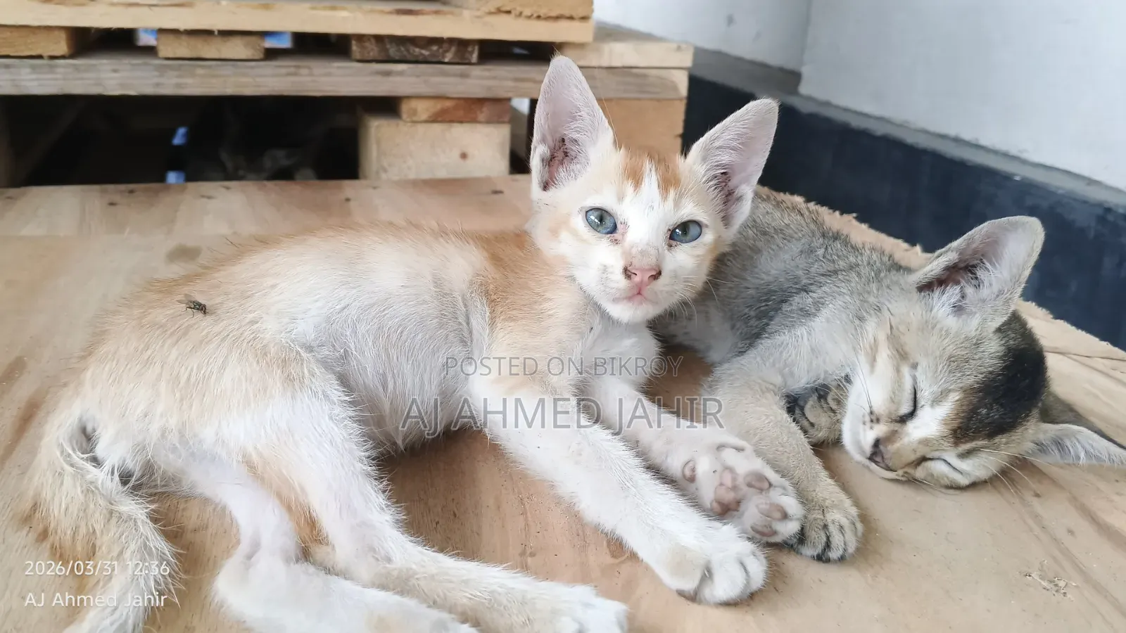 3-6 Months Male Mixed Breed Bengal Cat