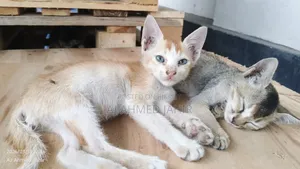 3-6 Months Male Mixed Breed Bengal Cat