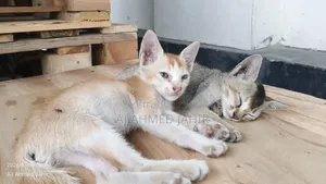 3-6 Months Male Mixed Breed Bengal Cat