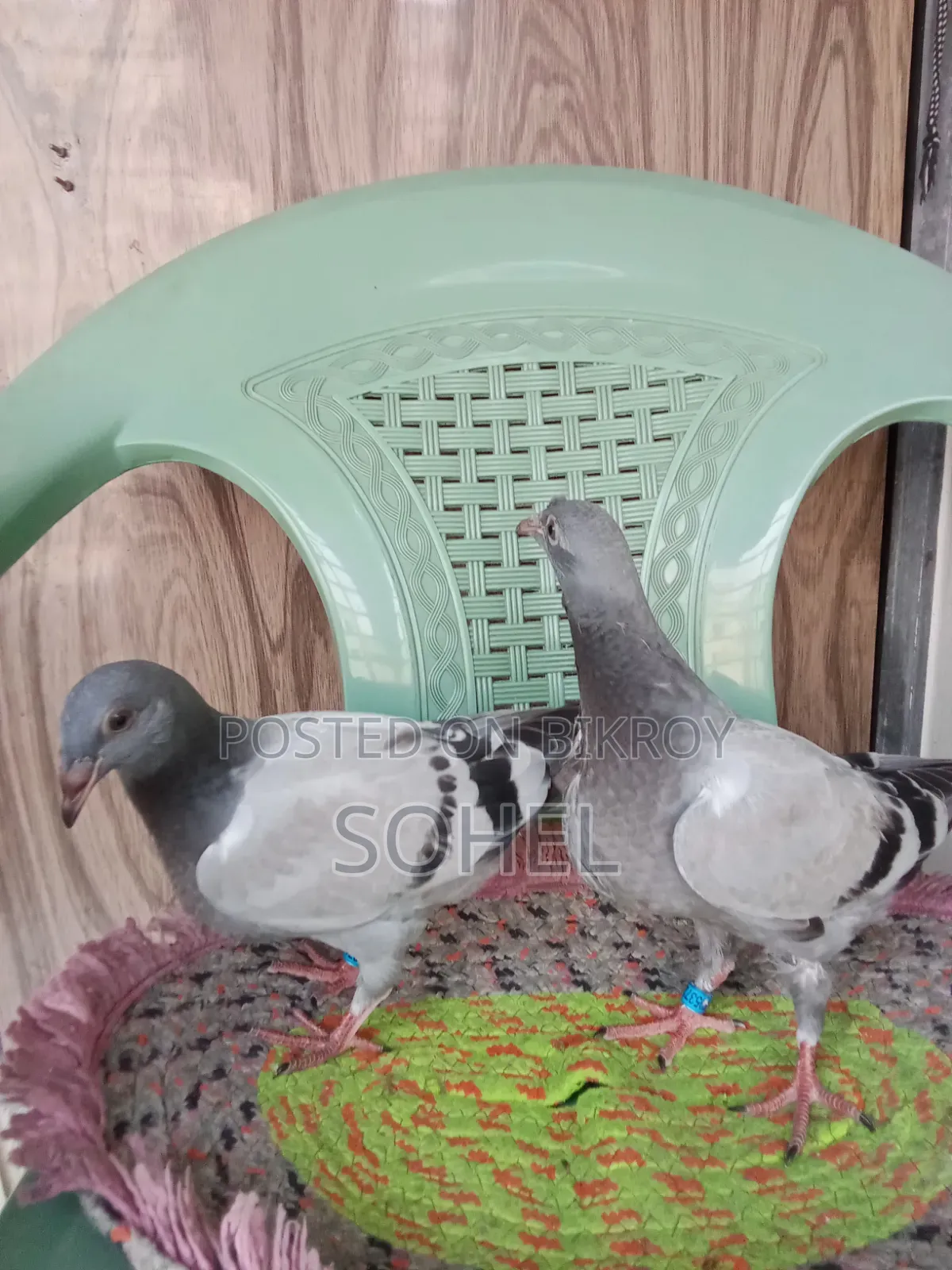 Original Racer Racing Baby Pigeon