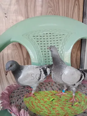 Original Racer Racing Baby Pigeon