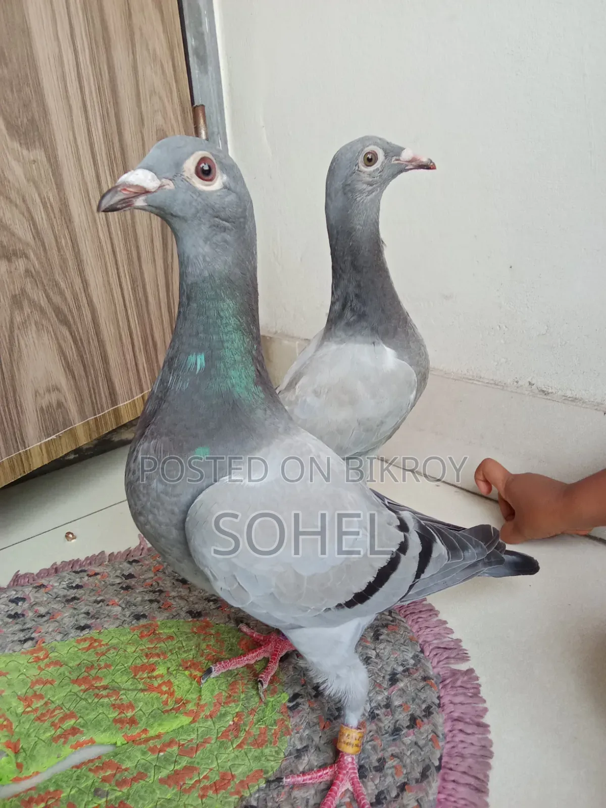 Original Racer Racing Baby Pigeon
