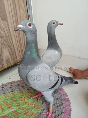 Original Racer Racing Baby Pigeon