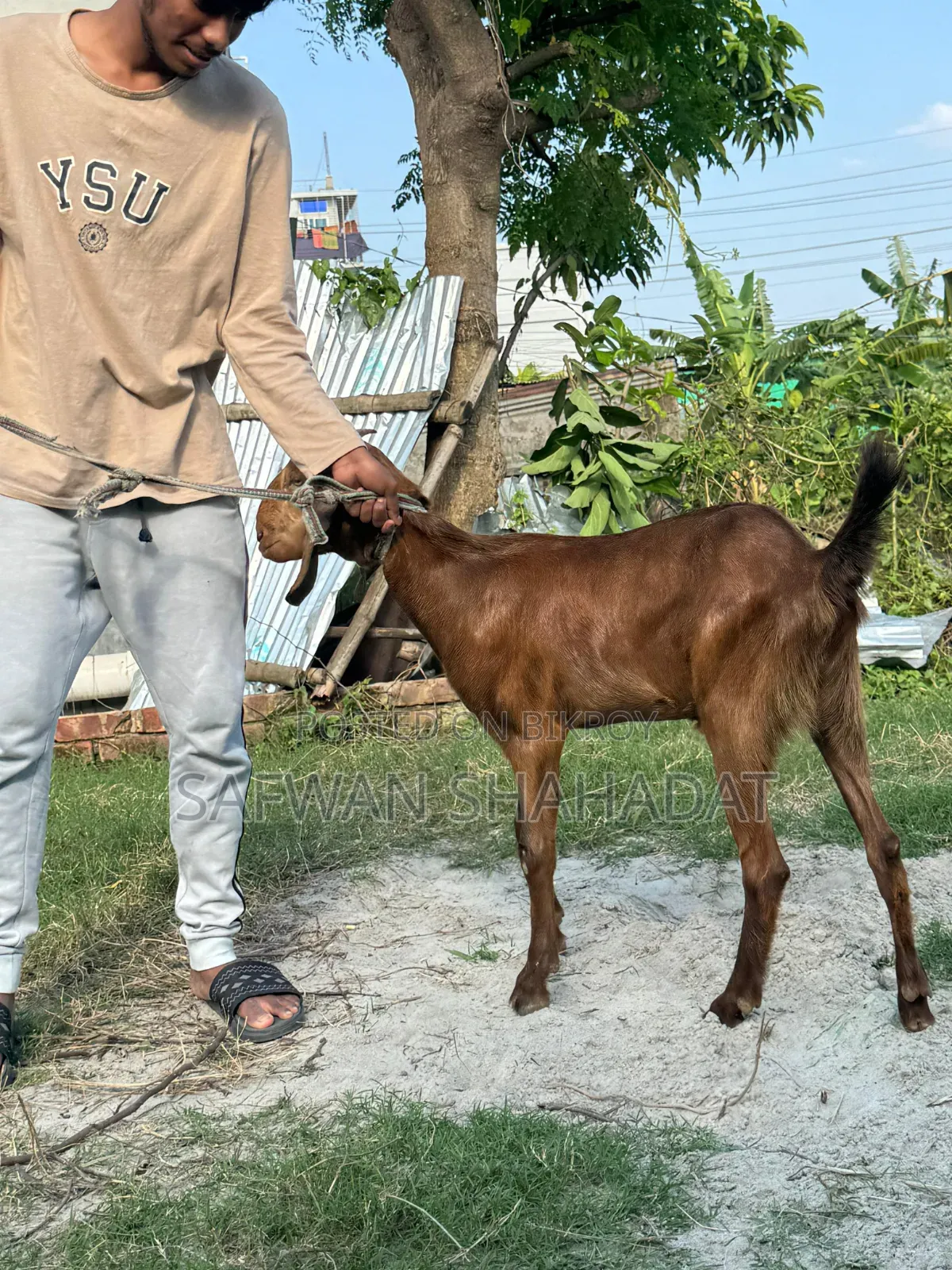 A pair of castrated goats