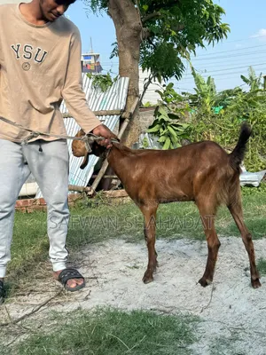 A pair of castrated goats