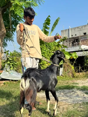 A pair of castrated goats