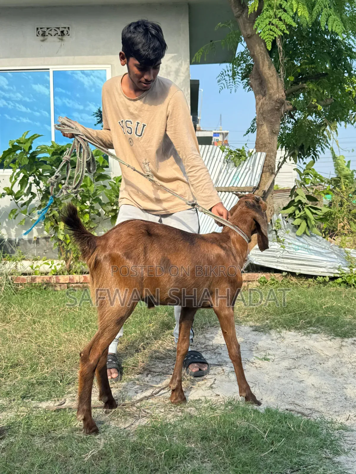 A pair of castrated goats