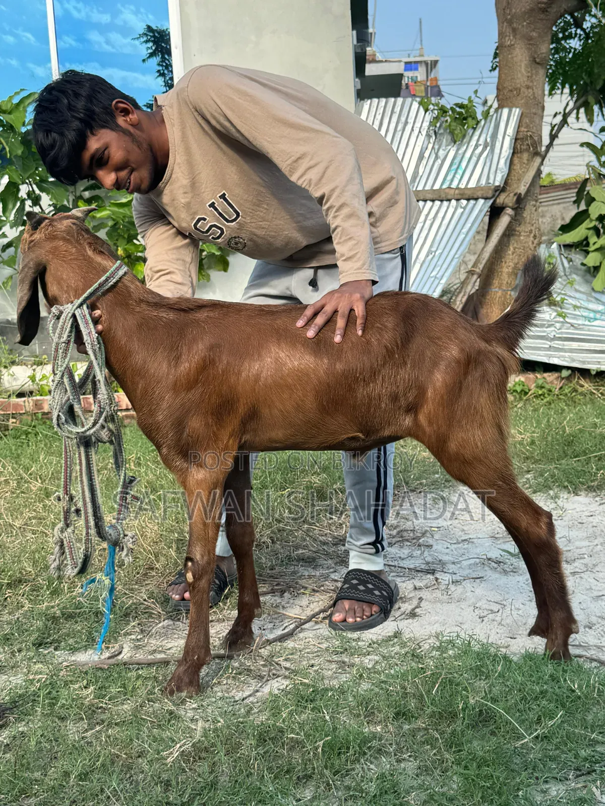 A pair of castrated goats