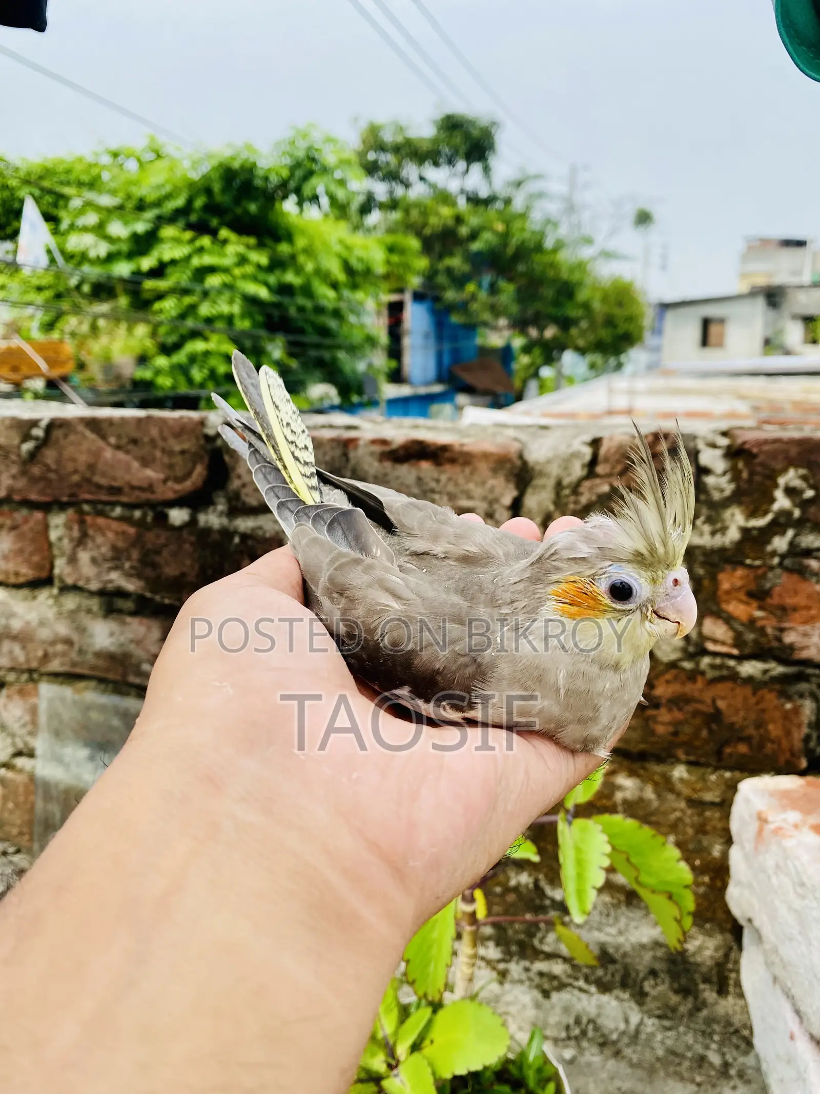 গ্রে ককাটেল বেবি