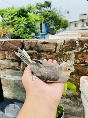 গ্রে ককাটেল বেবি