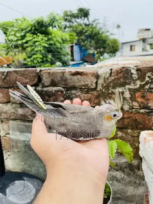 গ্রে ককাটেল বেবি