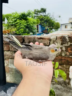 গ্রে ককাটেল বেবি