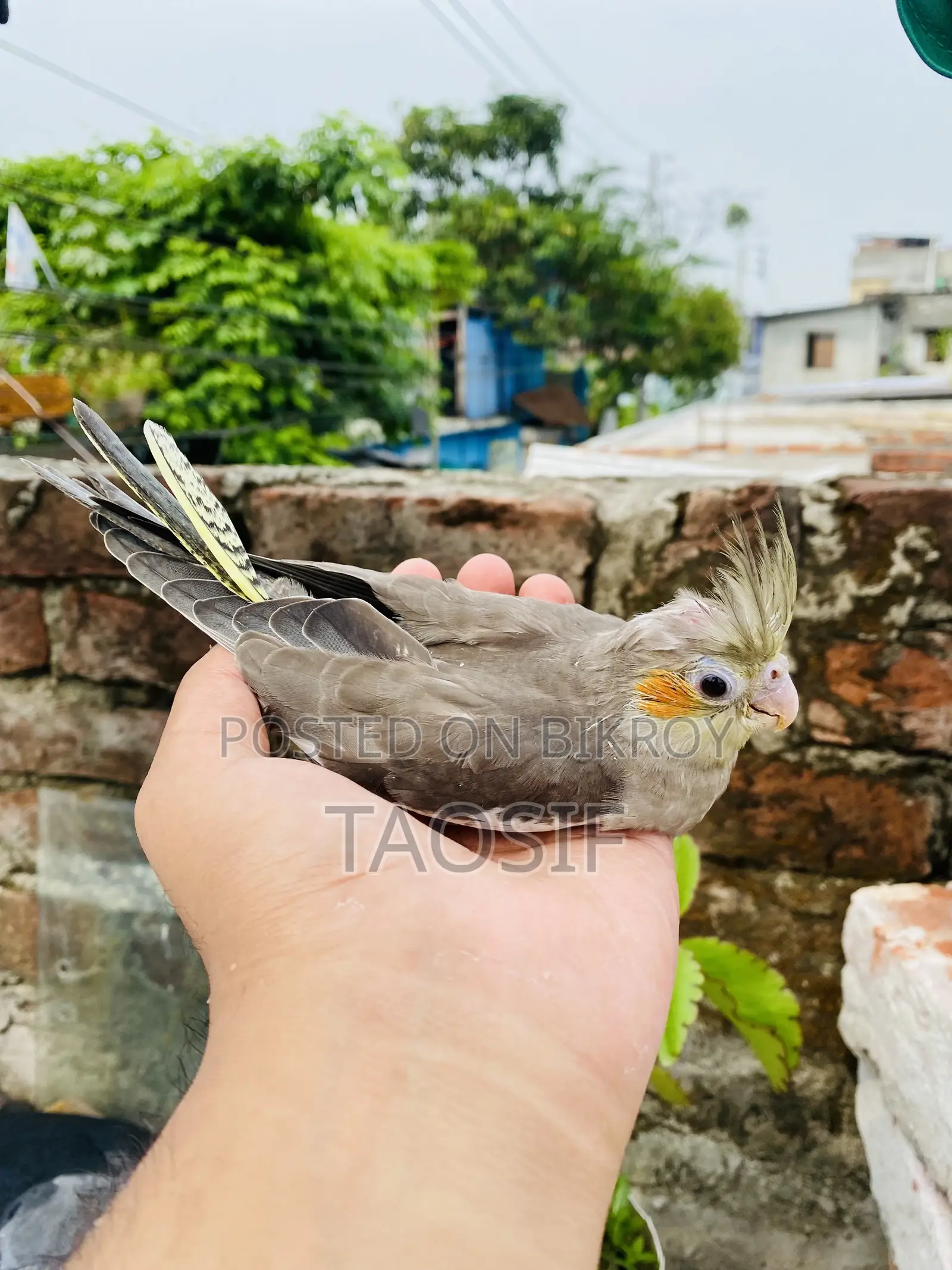 গ্রে ককাটেল বেবি
