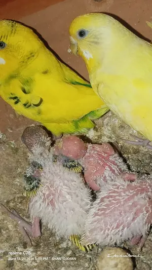 ২ জোড়া রানিং বাচ্চা সহ বাজরিকা পাখি হাত বদল হবে