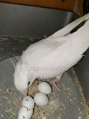 এলবিনো কোকাটেল পাখি সেল হবে 