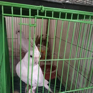 এলবিনো কোকাটেল পাখি সেল হবে 