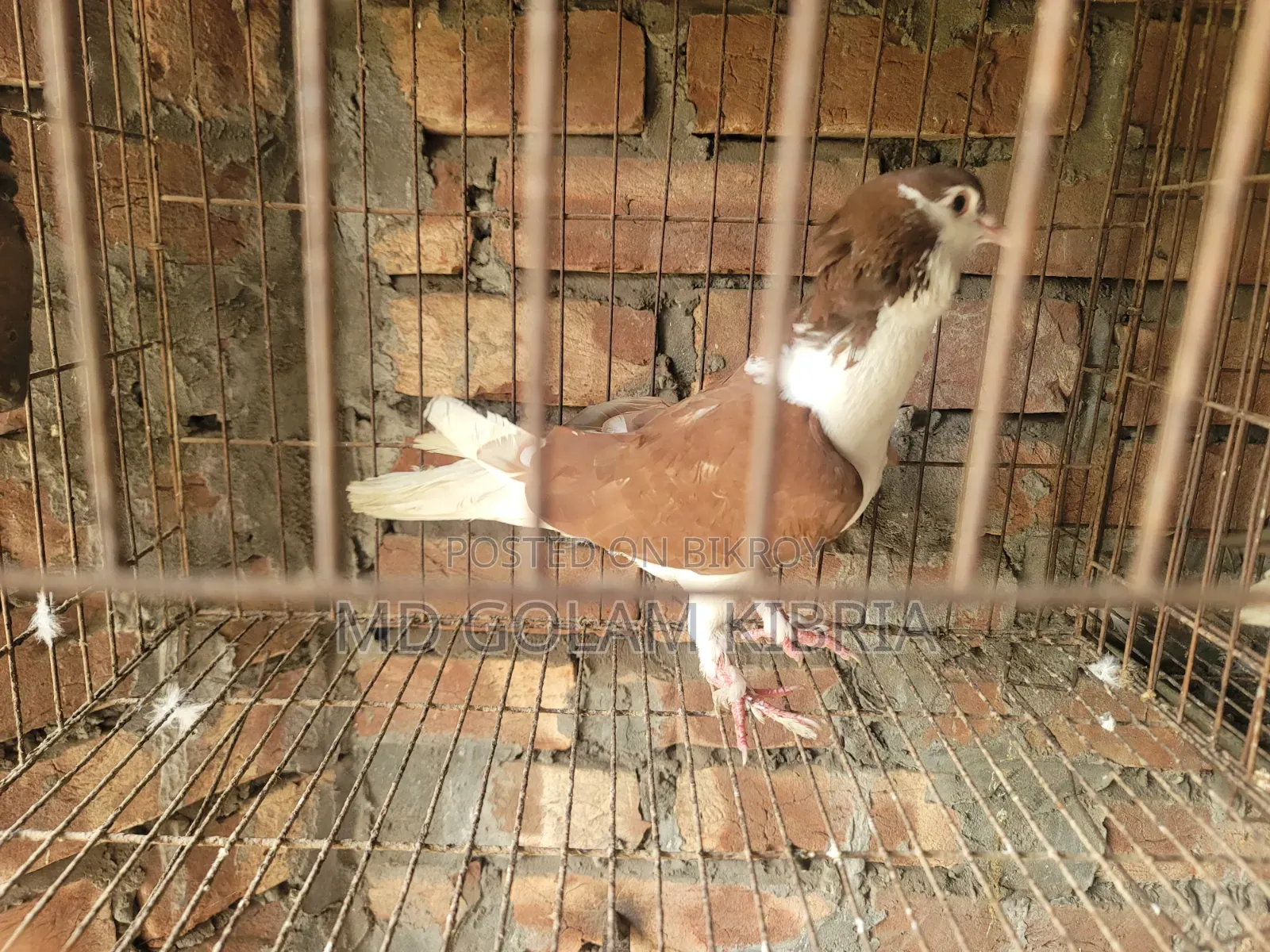 Siraji Pigeon