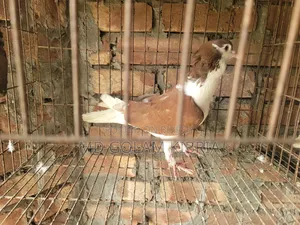 Siraji Pigeon