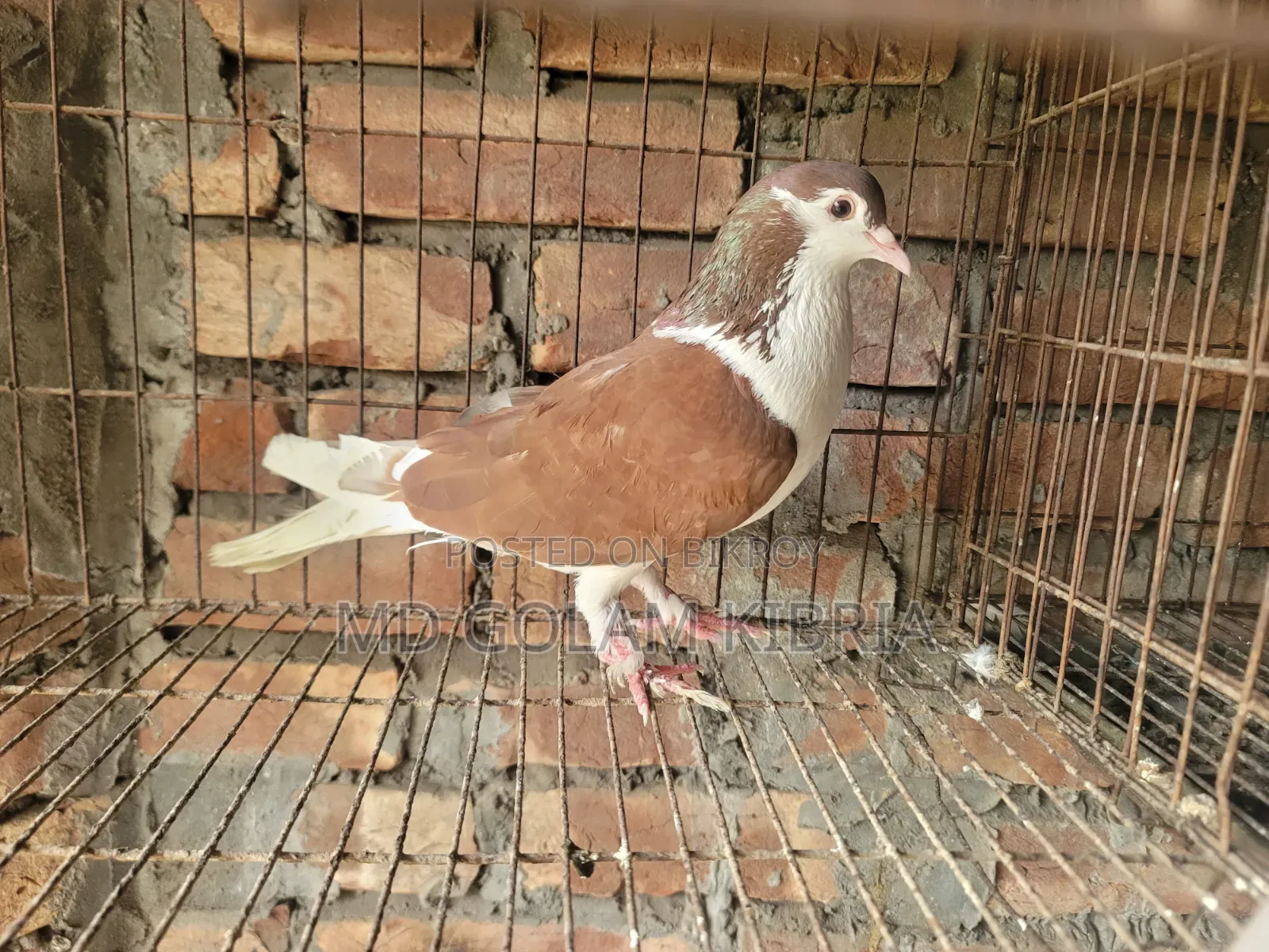 Siraji Pigeon