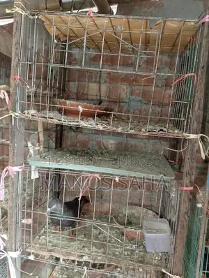 Pigeon/Bird Cage