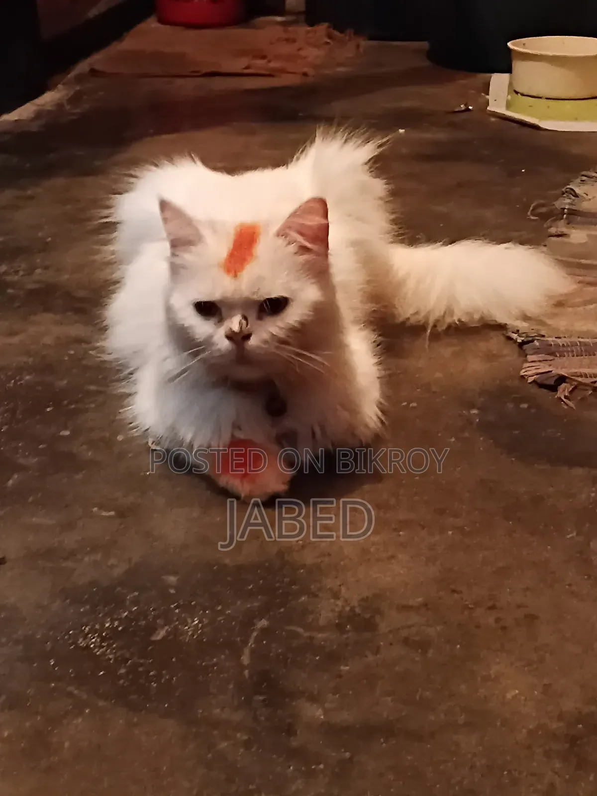 ১+ বছর বয়সী নারী পিওর পার্শিয়ান