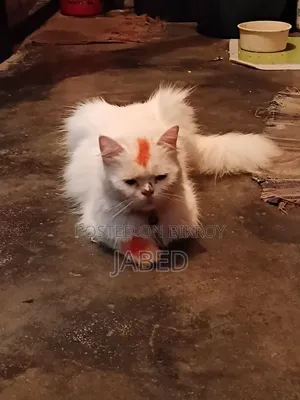 ১+ বছর বয়সী নারী পিওর পার্শিয়ান