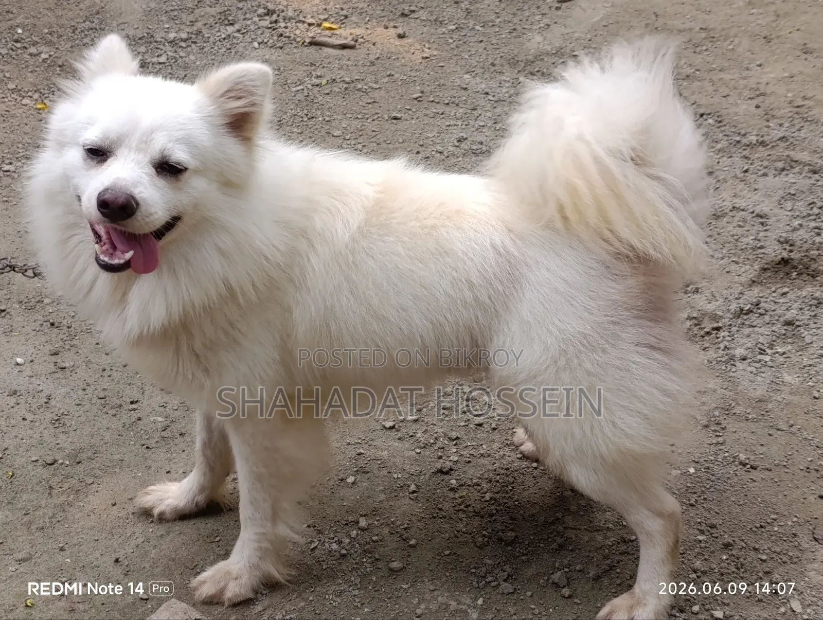 1+ Year Male Purebred Japanese Spitz