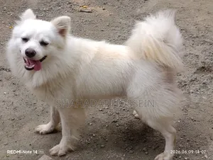 1+ Year Male Purebred Japanese Spitz