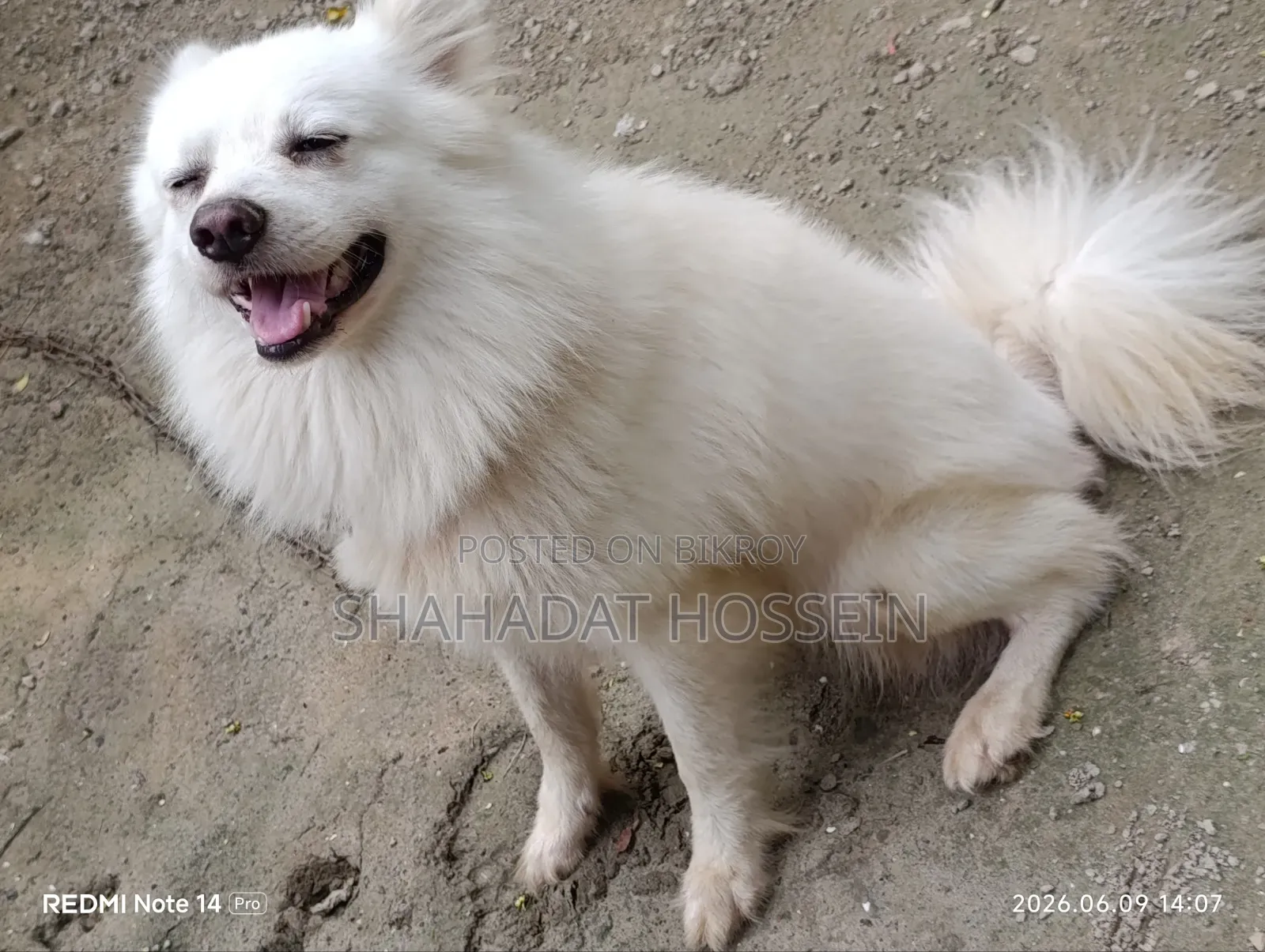 1+ Year Male Purebred Japanese Spitz