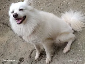 1+ Year Male Purebred Japanese Spitz