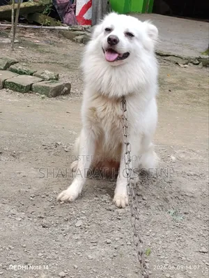 1+ Year Male Purebred Japanese Spitz