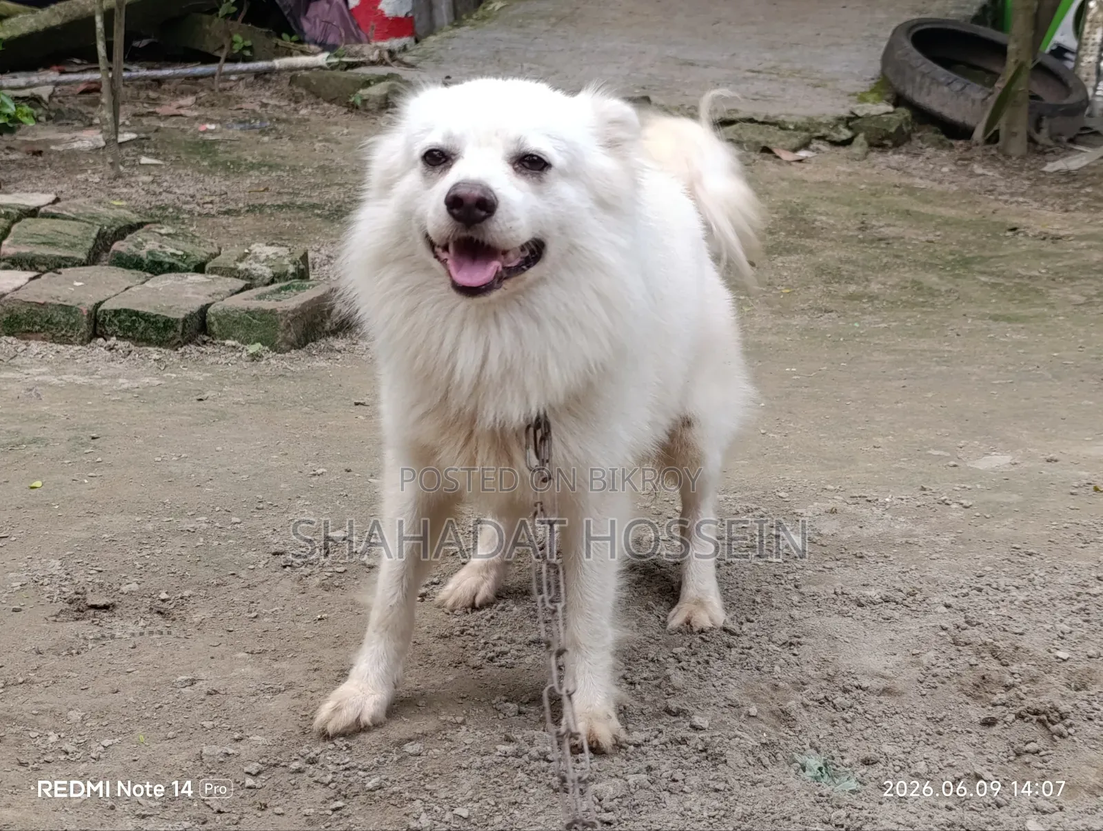 1+ Year Male Purebred Japanese Spitz