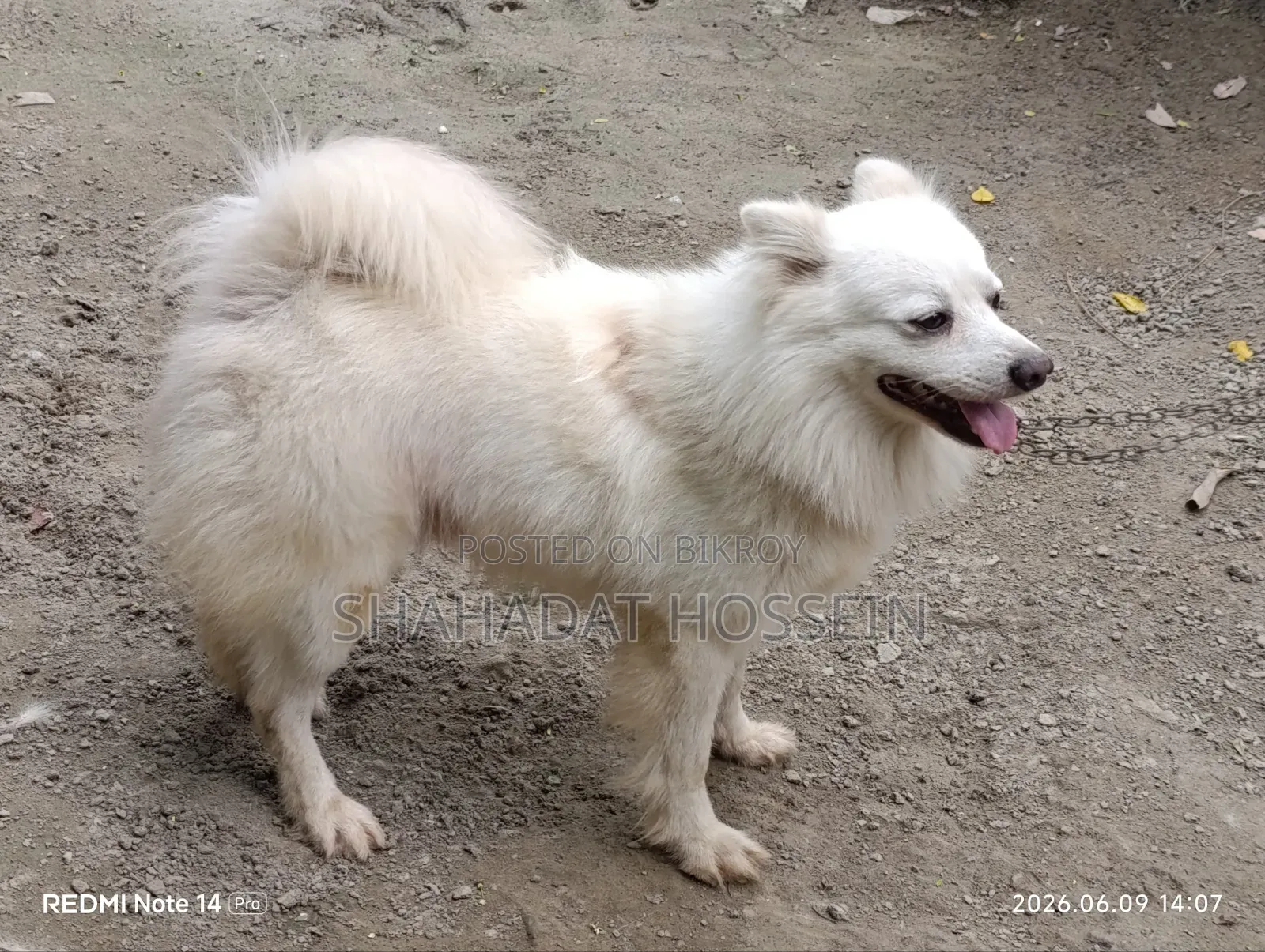 1+ Year Male Purebred Japanese Spitz