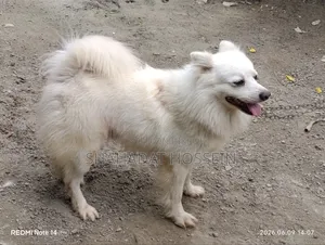 1+ Year Male Purebred Japanese Spitz