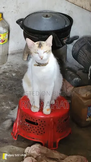 1+ year Female Mixed Breed Persian