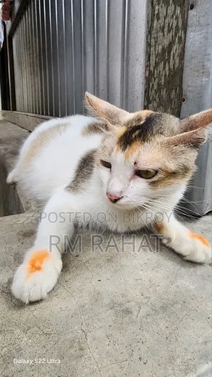 1+ Year Female Mixed Breed Persian