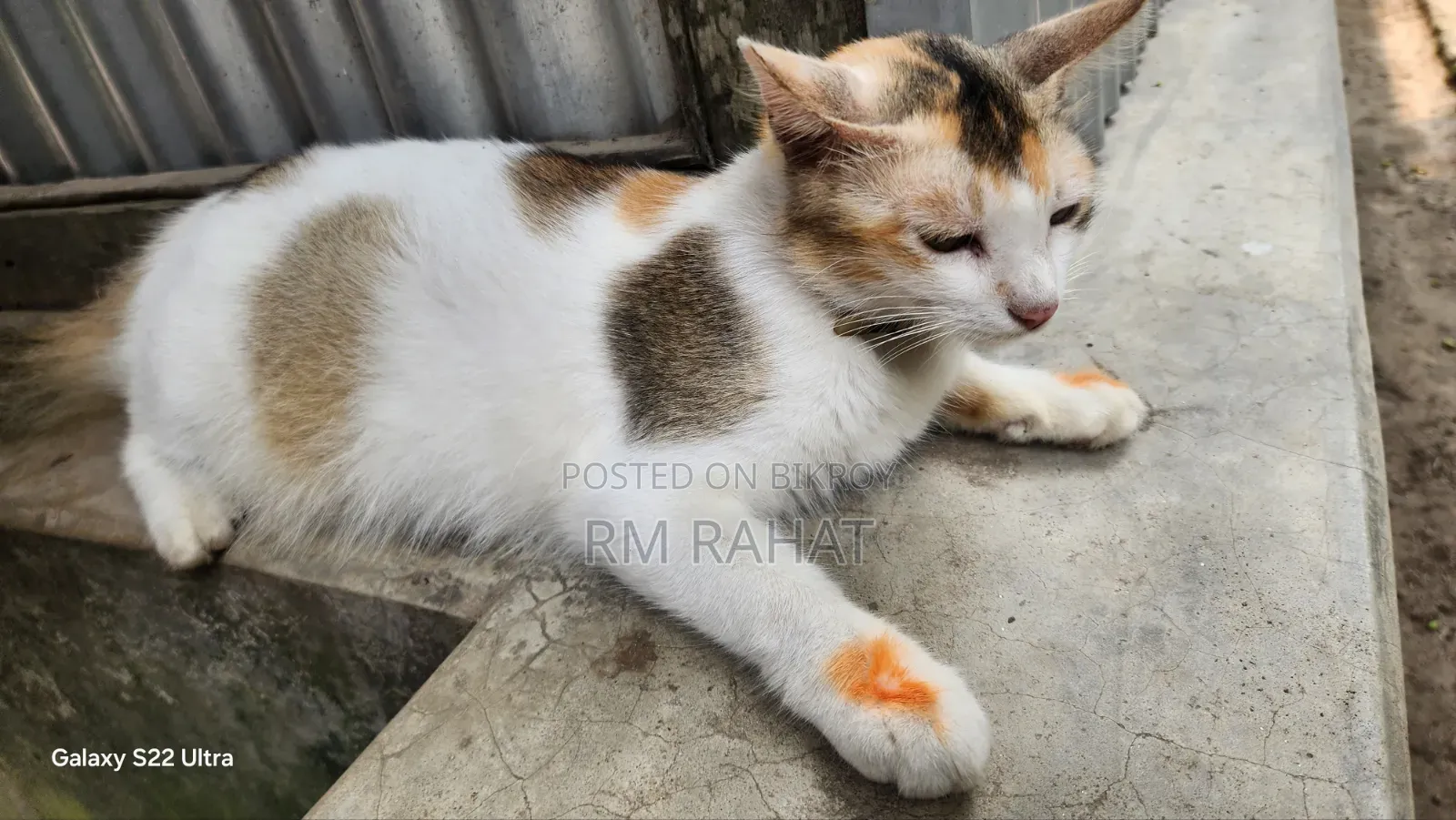 1+ Year Female Mixed Breed Persian